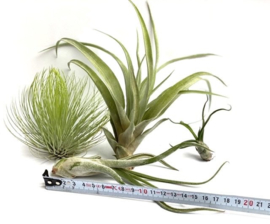 MIX: andreana XL, capitata large, bulbosa, caput medusae large