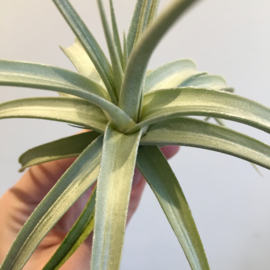 Tillandsia ixioides
