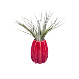 Carambola 7cm rood + airplant