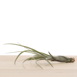 Tillandsia balbisiana (SMALL)