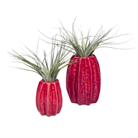 Carambola 11cm rood + airplant