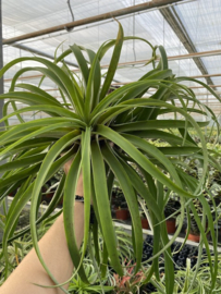 capitata JUMBO cluster