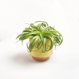 Groot, geel/terra potje + airplant