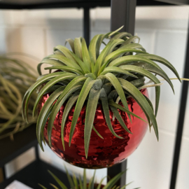 Magneetpotje rood (glad) + ionantha rubra XL