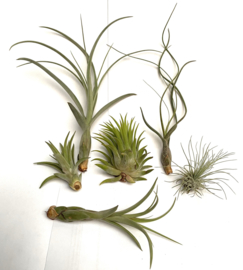 MIX: balbisiana small & large, ionantha rubra XL, butzii large, brach. Var. Multiflora medium & argentea medium