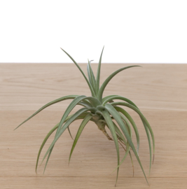 Tillandsia ixioides