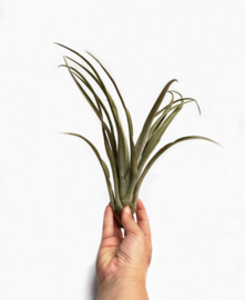 Tillandsia Chiapensis (XL)