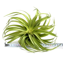 Tillandsia Capitata RED