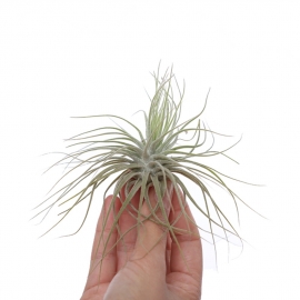 Tillandsia magnusiana