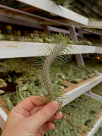 Tillandsia funckiana SMALL