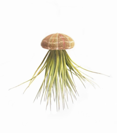 (Qualle) Jellyfish groß mit tillandsia