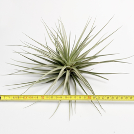 Tillandsia espinosae XXL