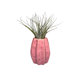 Carambola 7cm roze + airplant