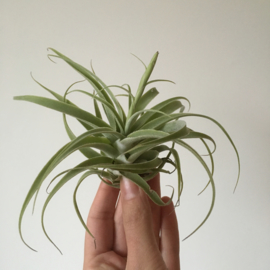 Tillandsia cacticola (Large)