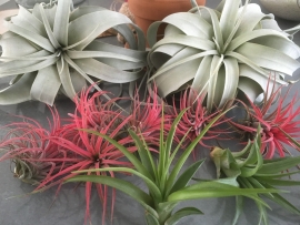 Tillandsia Xerographica