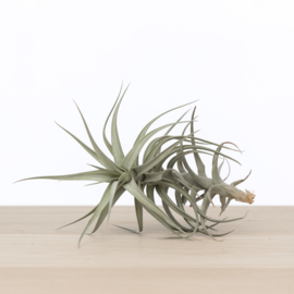 Tillandsia bergerii