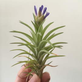 Tillandsia neglecta (large)