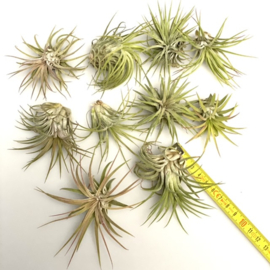 10x ionantha Rubra large