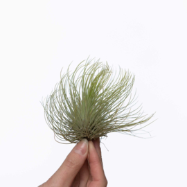 Tillandsia Andreana XL