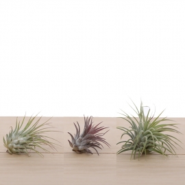 3x ionantha luftpflanzen