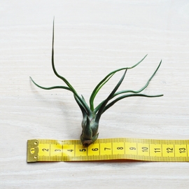 Tillandsia bulbosa Large