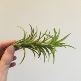 Tillandsia neglecta (large)