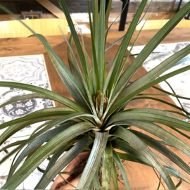 fasciculata JUMBO (met bloemknop)