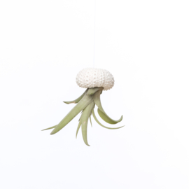 kleines weißes Jellyfish mit tillandsia