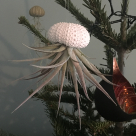 Small white Jellyfish with tillandsia