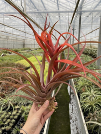 Tillandsia capitata Orange XL (met bloemknop)