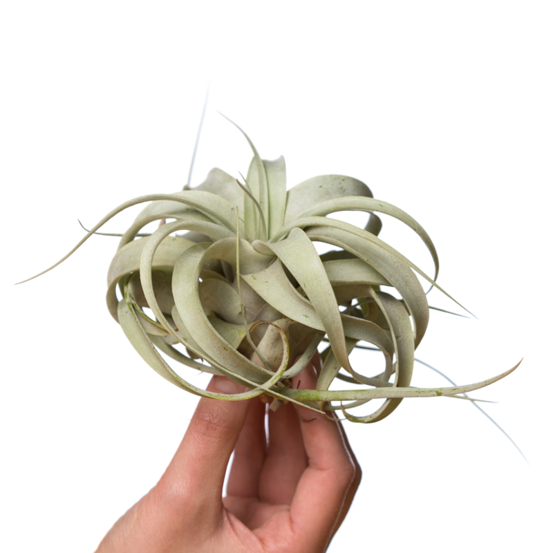 Luchtplantjes bestellen | Air plants | kopen