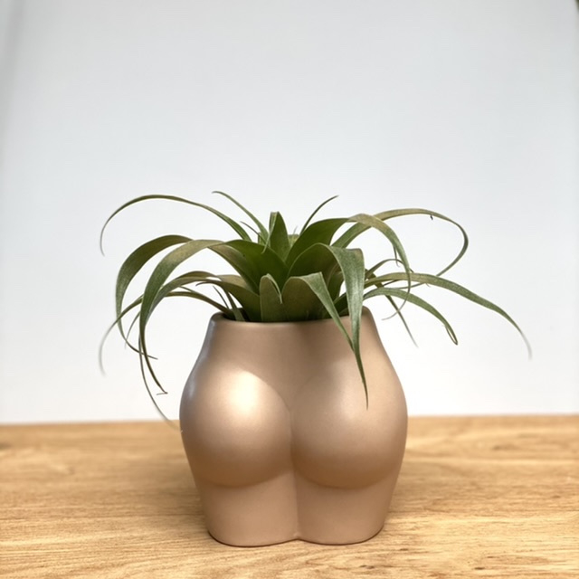 Lady butt nude + airplant