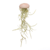 Kleine roze Jellyfish met tillandsia