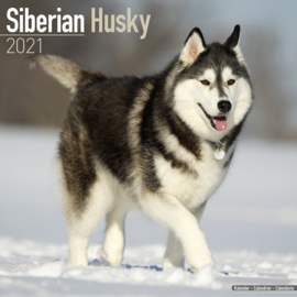 Husky sibérien