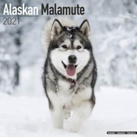 Malamute d'Alaska