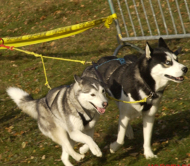 PE Treklijnen 1 of 2 honden