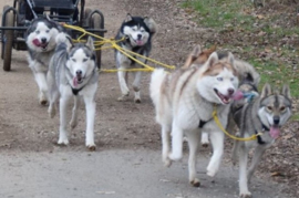 Verlenging treklijn ( teamdogsectie)