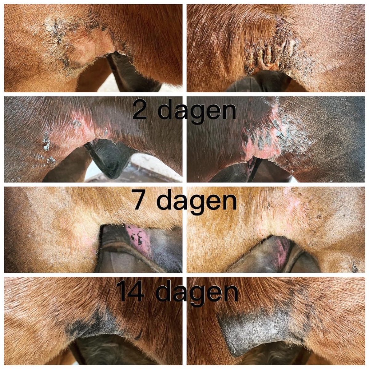 Pippa paarden shampoobar Honey & Propolis met zakje