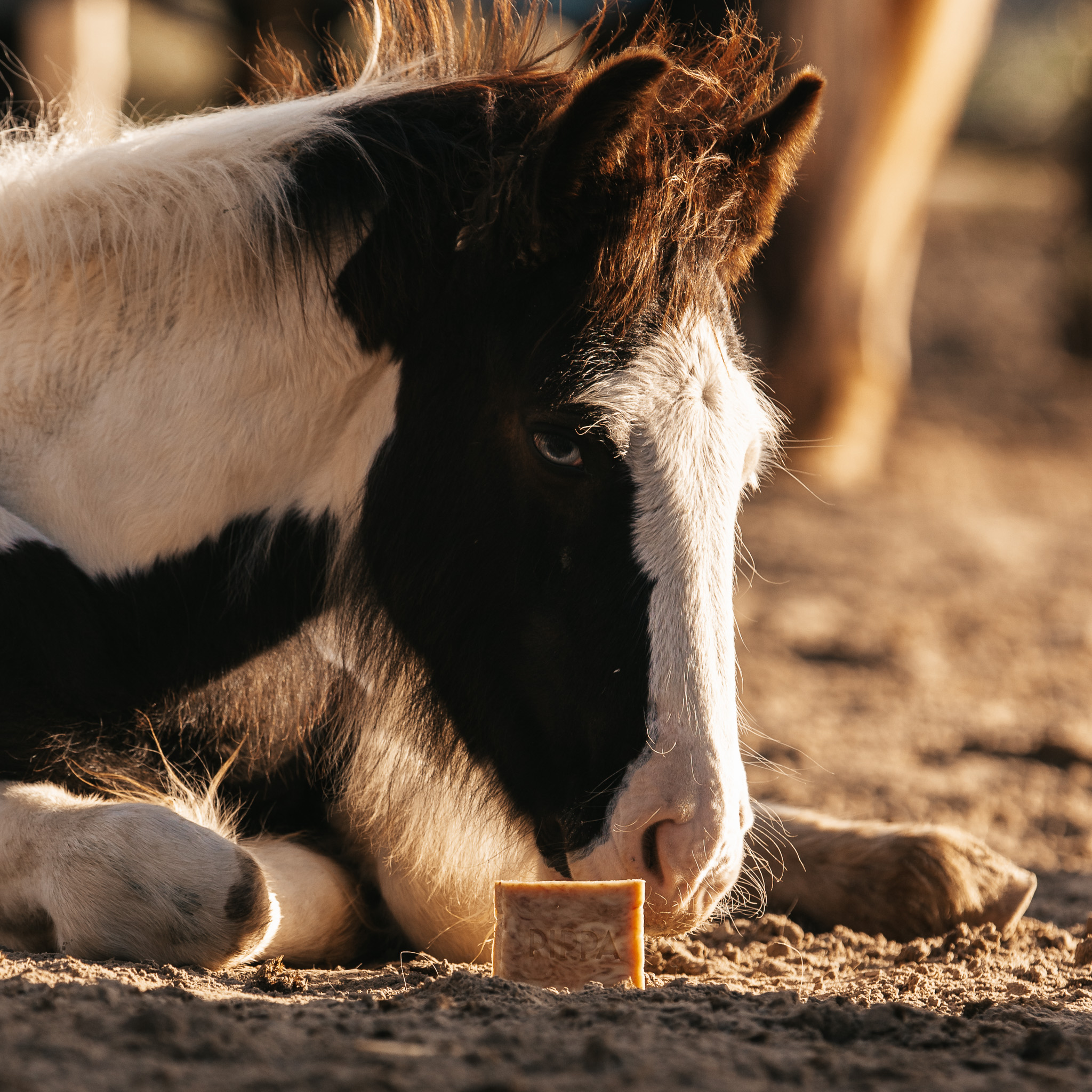 Pippa paarden shampoobar Honey & Propolis met zakje