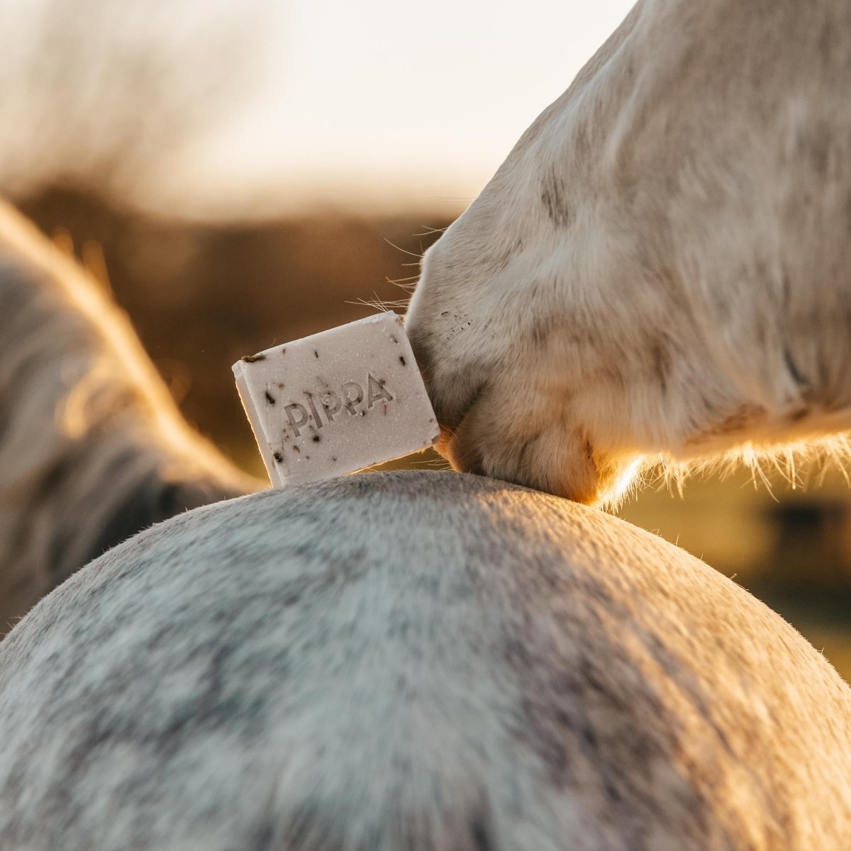 Pippa paarden shampoobar Lavender & Basil met zakje