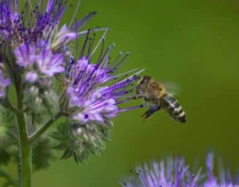 Phacelia (bijenbrood)