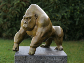 B91140 - Gorilla