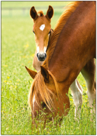Nigel Baker  - Paarden