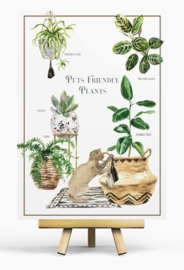 Penpaling Paula  - Pet Friendly Plants