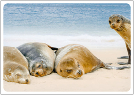 Photogalapagos  - Zeehonden