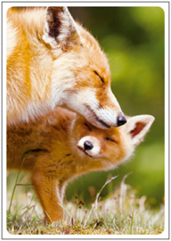 Menno Schaefer  - Jonge vos met moeder