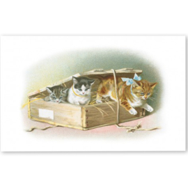 Ludom Édition  - Katten