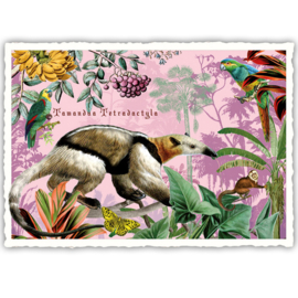 Adriana Sanmartin  - Tamandua Tetradaytyla