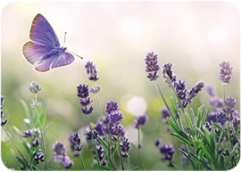 Edition Gollong  - Lavendel en vlinder