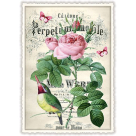 Edition Tausendschön  - Pioenroos